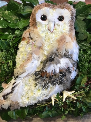 Barn Owl