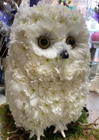 Owl.